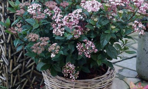 484380974_974040251505347_5352849361299217455_n (1)