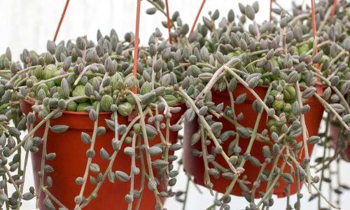 484415204_18493976215003486_7082397023071461597_n (1)