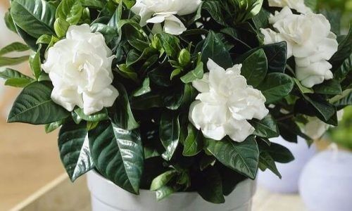 484981949_18052376570181660_7203625989567268054_n (1)