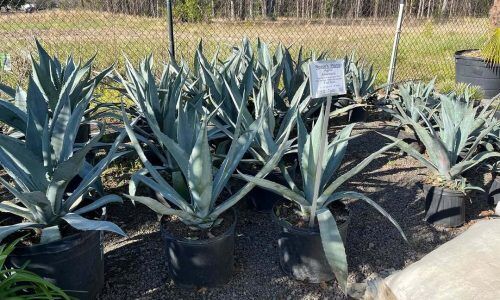 486167369_1057113169773379_7348932036957248684_n (1)