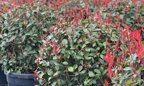 486631038_966027782359954_4782787777685749037_n (1)