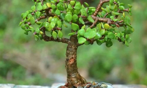 488506017_18059779883092144_1711381919924407300_n