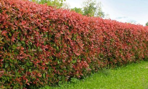 488834088_17922583299060188_6778660448543282340_n (1)