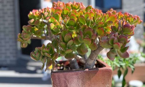 489968880_1129732042287266_8810515748573214373_n (1) (1)