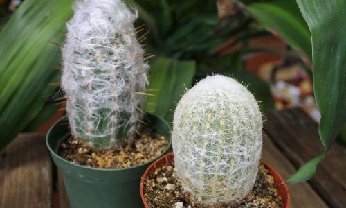 490458109_1224853019644872_8427915245431630843_n (1)