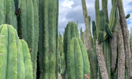 490766349_17978209556824070_1361702329895297560_n (1)