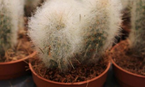 490854426_1081450717343621_8794678226056009242_n (1)