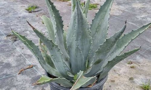 491336750_18248382994304624_8012817735637884299_n