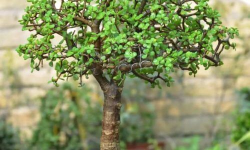 491440872_18061795982092144_1747033798130377020_n