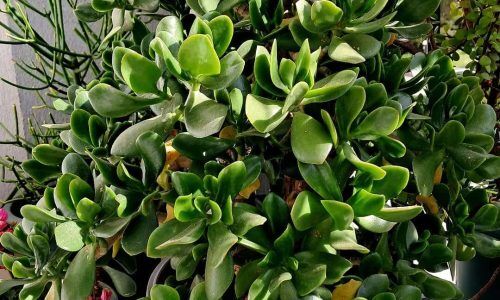 491446143_18071822476858189_6502415903282362941_n