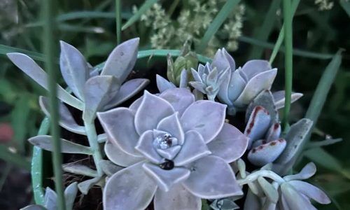 491452808_17857741557411101_3142502232489248938_n (1)