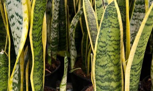 491463121_18066172660988021_7499647312184453207_n (1)