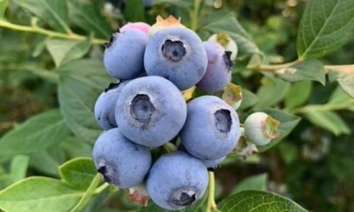 491508429_18042375989531852_7776769441619500937_n (1)