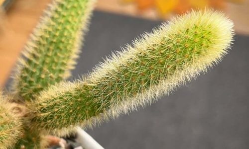 491517639_18003724238773391_8285030647651715079_n (1)