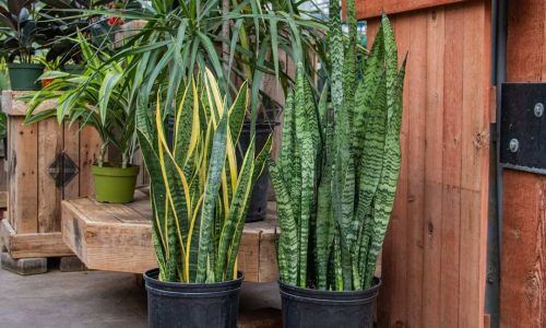 493932551_1227616896038872_2100552327418542288_n (1)