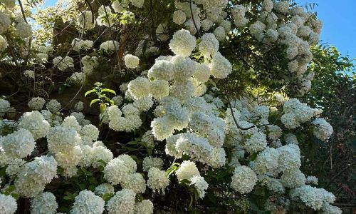 496962281_18009029603726772_6562000322823817416_n (1)