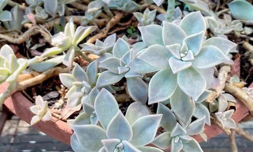 500160095_18289183090269253_4717834316584572174_n (1)