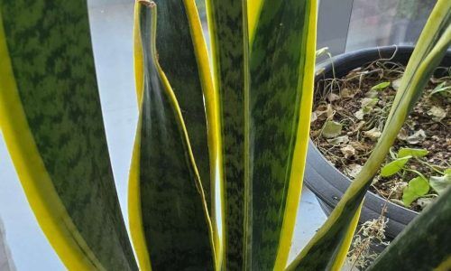 505733547_17896380909245207_1079117895224361661_n (1)