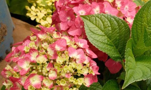 508463752_18505424944023229_1445598770606162770_n (1)