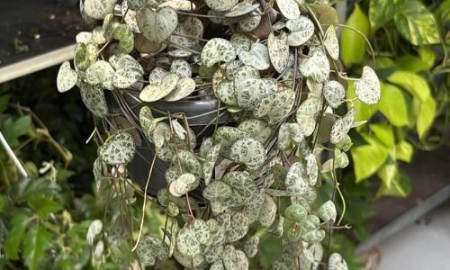 510470882_17875619757362734_5915499053115426448_n (1)