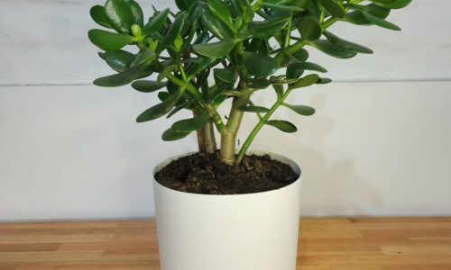 513838736_24331053233165537_7042062348857879311_n