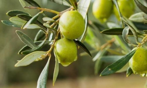 514003997_1334187685379013_3586352287523970961_n (1)