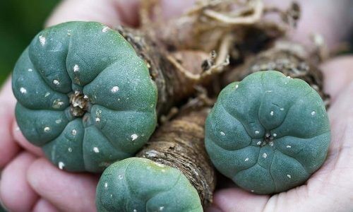 514365366_1325051449624919_2261900834479589254_n (1)