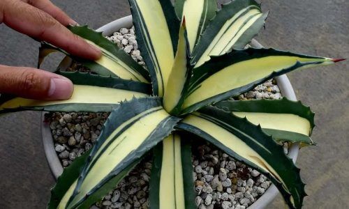 515306567_18087552889680262_6266726546737580772_n (1)