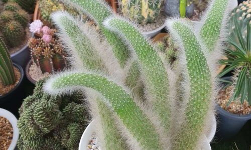 516280615_18077568565900878_529886321776041243_n