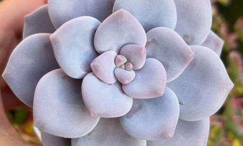 518178950_18072994586499062_1642449028632397127_n (1)