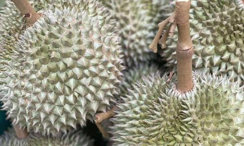 519035485_10235272046319930_7556184660336504643_n (1)