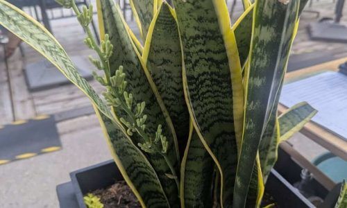 519571830_18390614875136465_9222272631898266803_n (1)