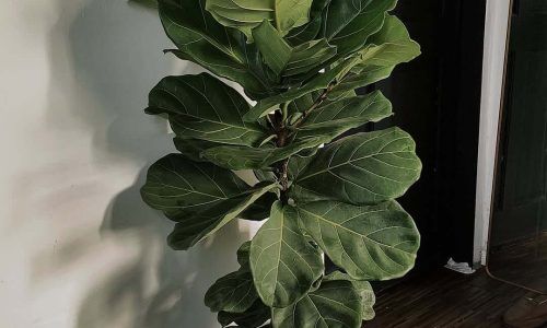 520416178_18061357241262192_4492285295942421488_n (1)