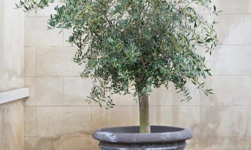 521842425_18066299906153161_4570499868725622081_n (1)