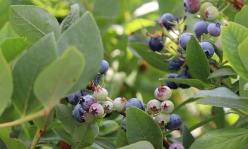 525590272_18530094160030160_8195176656016347629_n (1)