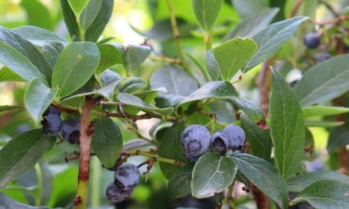 525864251_18530094139030160_2419136310912476422_n (1)