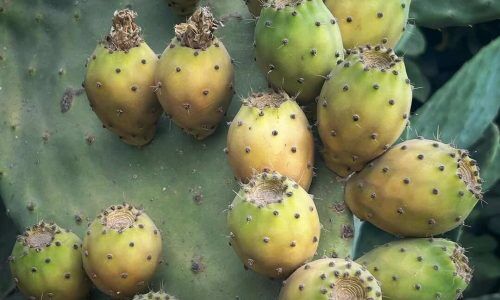 526721022_18520213543020413_5423727708354332251_n (1)