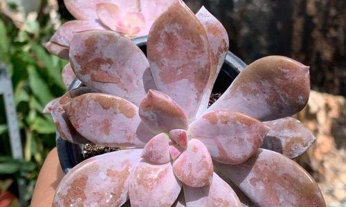 527292836_18041350286646118_2909150708913279705_n (1)