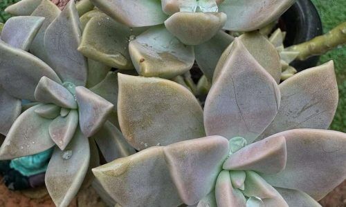 527356221_18516612010016578_5543671123495393738_n (1)