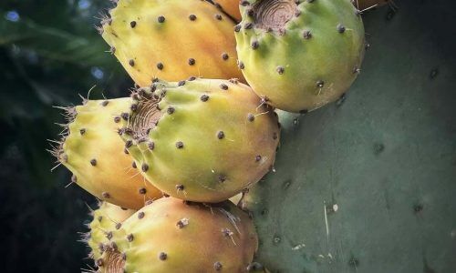 528269334_18520213534020413_3221453205651356149_n (1)