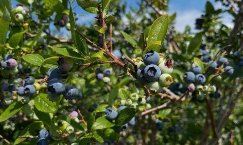 528851669_18521200078040245_3345044753156246573_n (1)