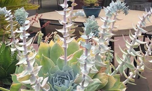 58468320_458635618243968_7274002414485232150_n (1)