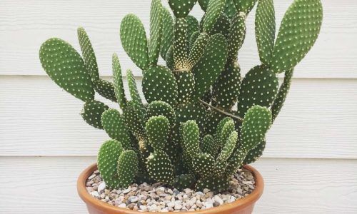 60153622_140471467032171_5132229619468359631_n (1)