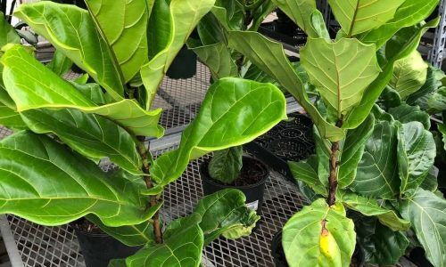 66989839_190840141913756_5981543599239481128_n (1)