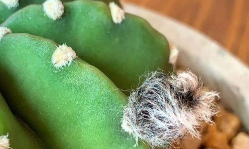 67737523_222450965357124_2448412286507497891_n (1)