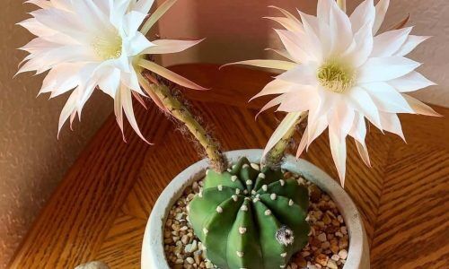 69516286_2383070995120351_8541663141317025270_n (1)