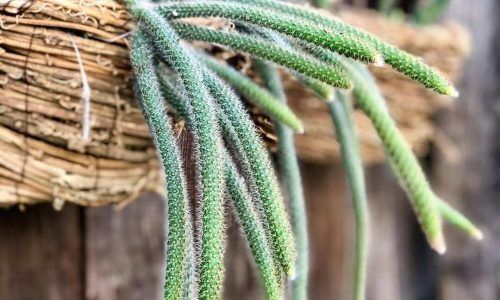 84072713_580639065848560_5064761121131802131_n (1)