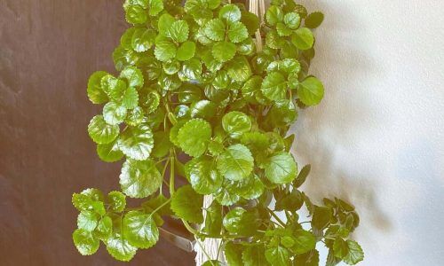 91501965_132397285002962_2878833045181421571_n (1)