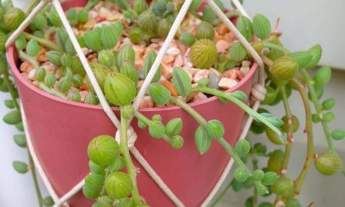 98329536_975622606186973_43108529752568048_n (1)