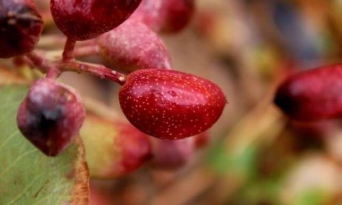 amirhadi-manavi-YZlX4BVWxLA-unsplash (1)